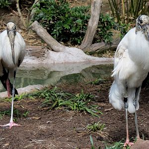 Pantanal - Refurbished Aviary - Wood Stork
