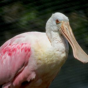 Pantanal - Refurbished Aviary - Roseate Spoonbill
