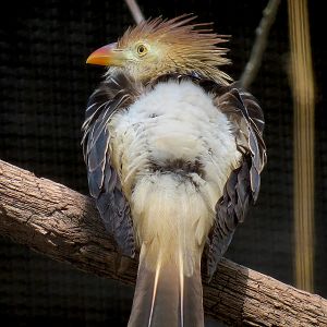 Pantanal - Refurbished Aviary - Guira Cuckoo