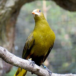 Pantanal - Refurbished Walk-through Aviary - Green Oropendola