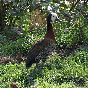 Pantanal - Refurbished Walk-through Aviary - White-faced Whistling Duck