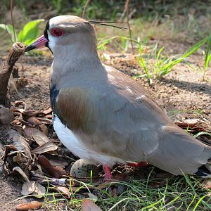 Pantanal - Refurbished Walk-through Aviary - Southern Lapwing