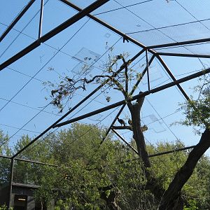 Pantanal - Refurbished Walk-through Aviary - Interior