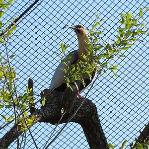 Pantanal - Refurbished Walk-through Aviary - Black-faced Ibis