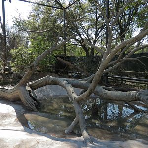 Pantanal - Refurbished Walk-through Aviary - Interior