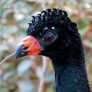 Pantanal - Refurbished Walk-through Aviary - Wattled Curassow
