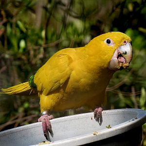Pantanal - Refurbished Walk-through Aviary - Golden Conure
