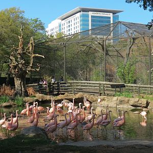 Pantanal - Existing Flamingo Exhibit Next to Refurbished Walk-through Aviary