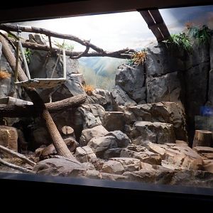 Fishing Cat exhibit at the Greensboro Science Center