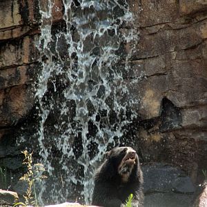 May. 2021 - Expedition Peru - Spectacled Bear in the Pool