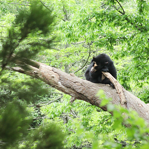 May. 2021 - Expedition Peru - Spectacled Bear (From Tiger Crossroads)