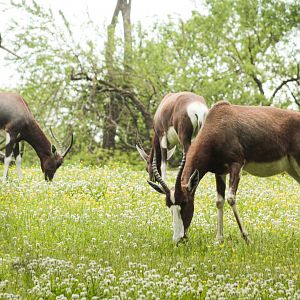 May. 2021 - The Jungle Loop - Bontebok