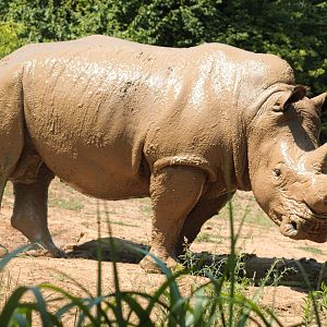 May. 2021 - The Savannah Loop - Southern White Rhino