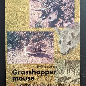 Grasshopper mouse - Evolution of a Carnivorous Lifestyle