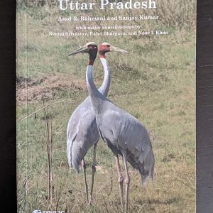 Threatened Birds of Uttar Pradesh
