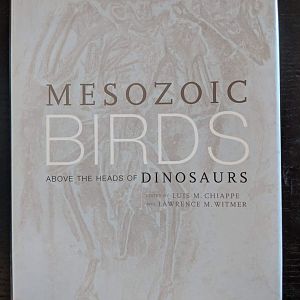 Mesozoic Birds  Above the heads of Dinosaurs
