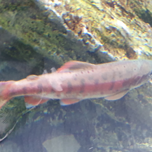 O. masou subspecies ID?