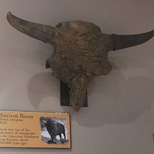 Bison antiquus