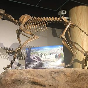 American lion (Panthera atrox)