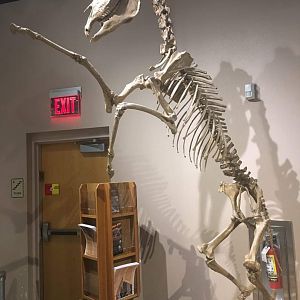 Extinct North American Horse (Equus idahoensis)