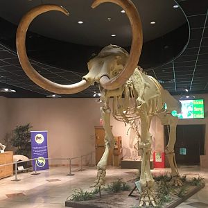 Columbian Mammoth (Mammuthus columbi)