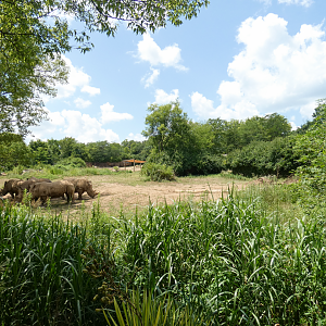 May. 2021 - The Savannah Loop - Southern White Rhino Exhibit (2.75 Acres)