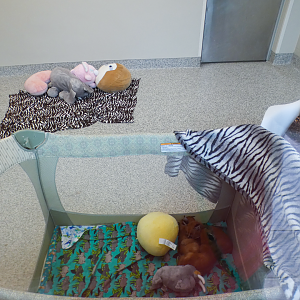 May. 2021 - Veterinary Center - Caracal Nursery