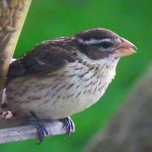 Rose-breasted Grosbeak