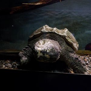 Alligator Snapping Turtle at the Greensboro Science Center