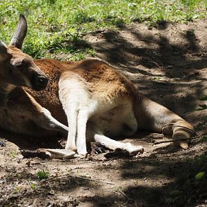 Red Kangaroo