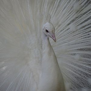 Albino Indian Peafowl
