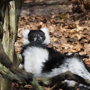 Black-and-White-Ruffed Lemur