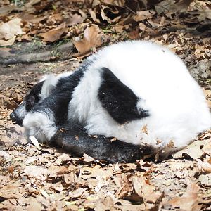 Black-and-White Ruffed Lemur