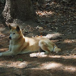 Dingo