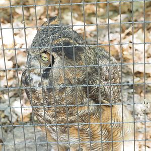 Great-Horned Owl
