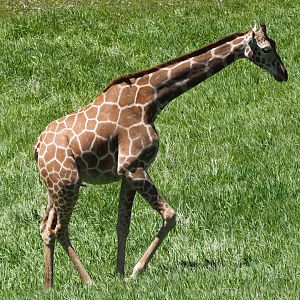 Reticulated Giraffe