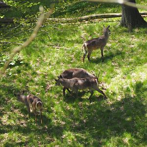 Waterbuck Herd