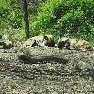 African Wild Dogs