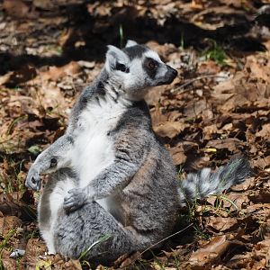 Ring-Tailed Lemur