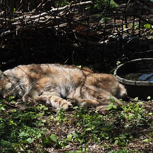 Canada Lynx