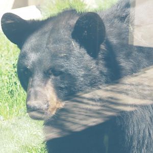 American Black Bear