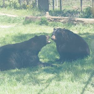 American Black Bears