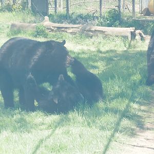 American Black Bears