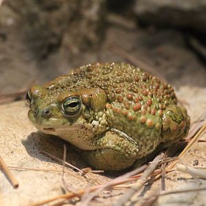European Green Toad