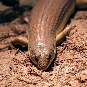 Berber Skink