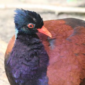 Green-naped Pheasant-Pigeon