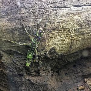 Thorny Devil Stick Insect
