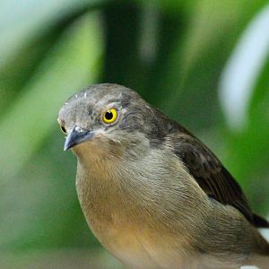 Black-faced Dacnis (female)