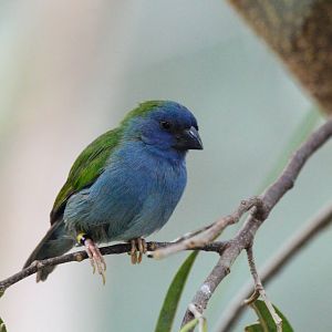 Tricolor Parrotfinch
