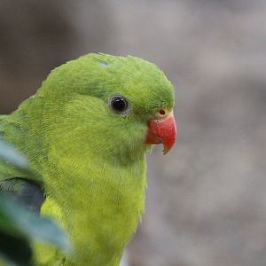 Regent Parrot
